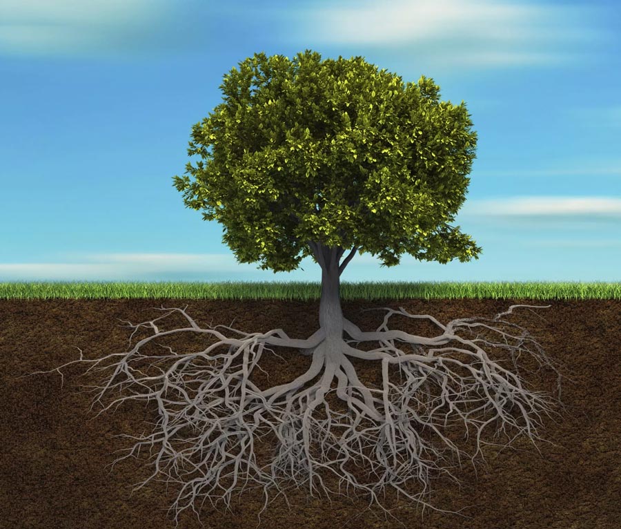 albero-con-radici