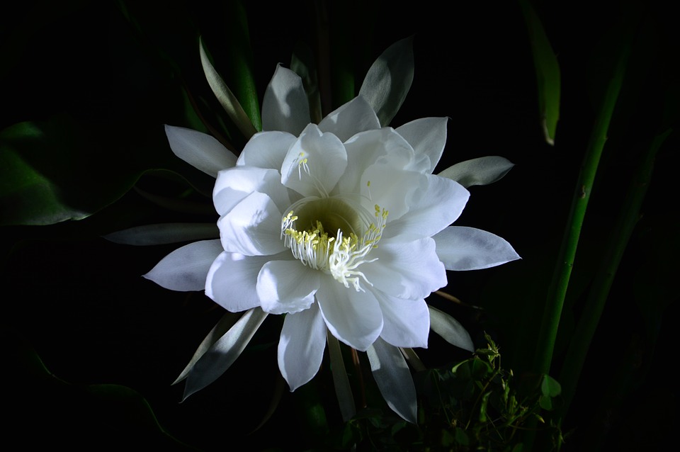 epiphyllum