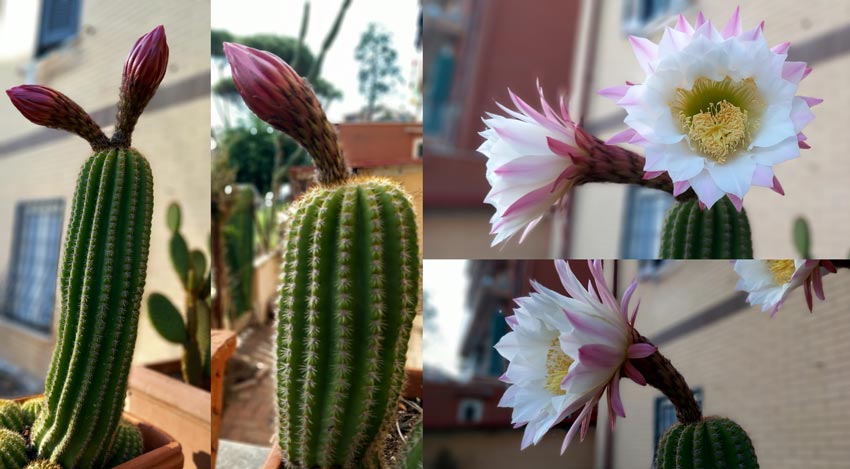 Soehrensia-schickendantzii